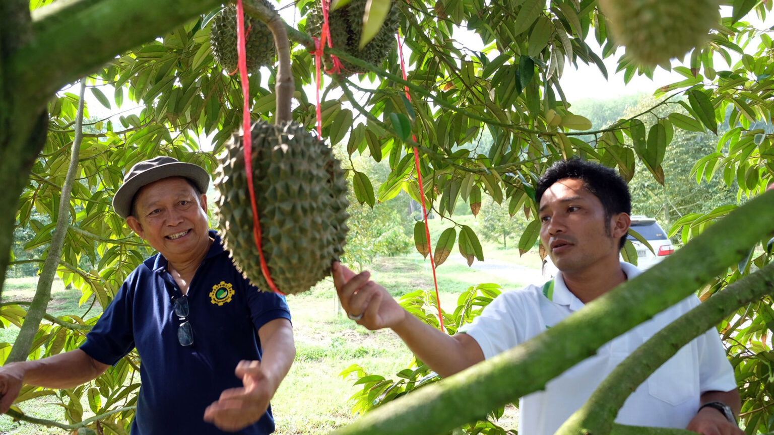នៅស្រុកថៃ អ្នកដាំទុរេនគ្រប់ទឹក អ្នកខ្លះក្លាយជាសេដ្ឋី កសិករដាំទុរេននៅថៃ