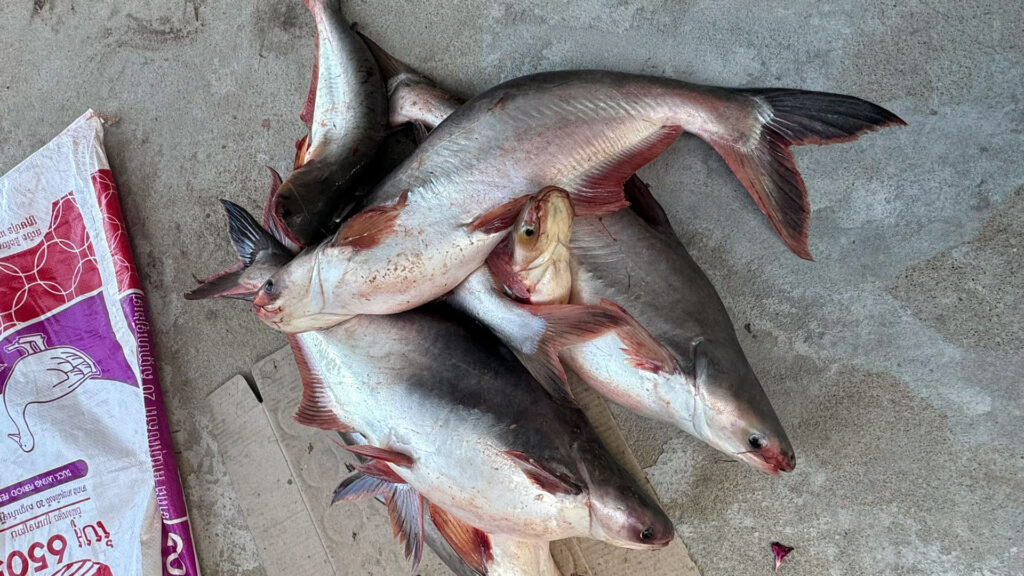 វៀតណាមជាអ្នកផ្គត់ផ្គង់ត្រីប្រាធំបំផុតលេខ២សម្រាប់ទីផ្សារអាមេរិក